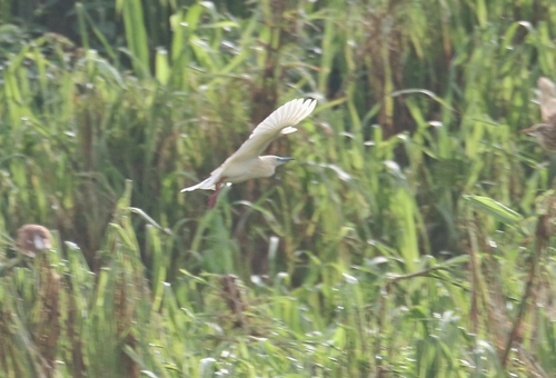 iNaturalist image