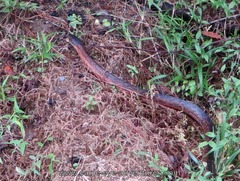 Drymarchon melanurus