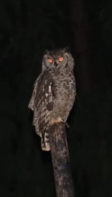 Spotted Eagle-Owl