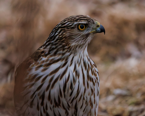 Cooper's Hawk photographed in Minnesota