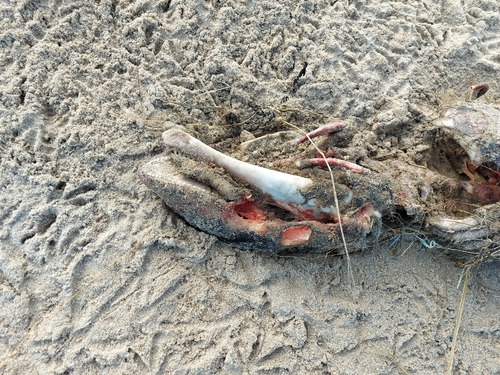 Phocoena phocoena