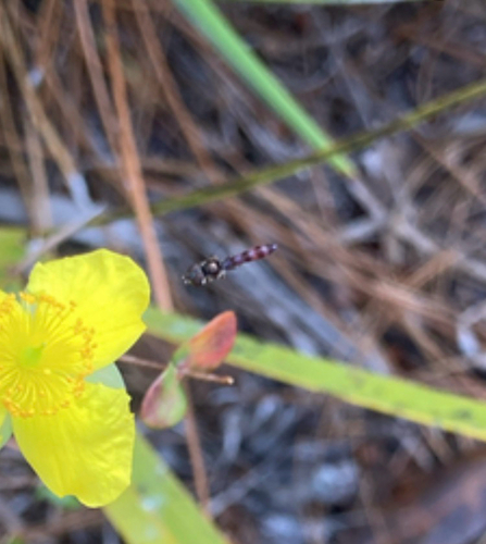 Unknown species found near University of Central Florida Arboretum Trail, Orlando, FL, US