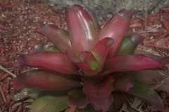 Neoregelia