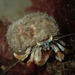 Common Hermit Crab - Photo (c) Stefan, some rights reserved (CC BY-NC), uploaded by Stefan