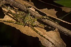 Phricta aberrans