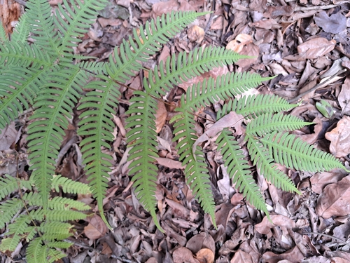 Thinleaf Brake (Pteris biaurita)