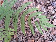 Pteris biaurita, photograph (c) vrxz, some rights reserved (CC BY-SA)