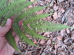 Pteris biaurita, photograph (c) vrxz, some rights reserved (CC BY-SA)
