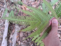 Pteris biaurita, photograph (c) vrxz, some rights reserved (CC BY-SA)