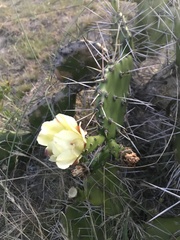 Opuntia arechavaletae