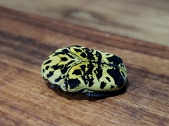 Gymnetis sallei
