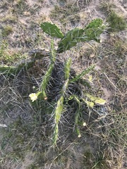 Opuntia arechavaletae
