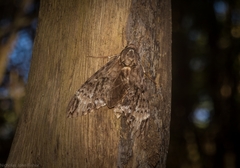 Psilogramma menephron