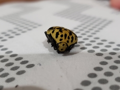 Gymnetis sallei
