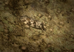 Barea eucapnodes