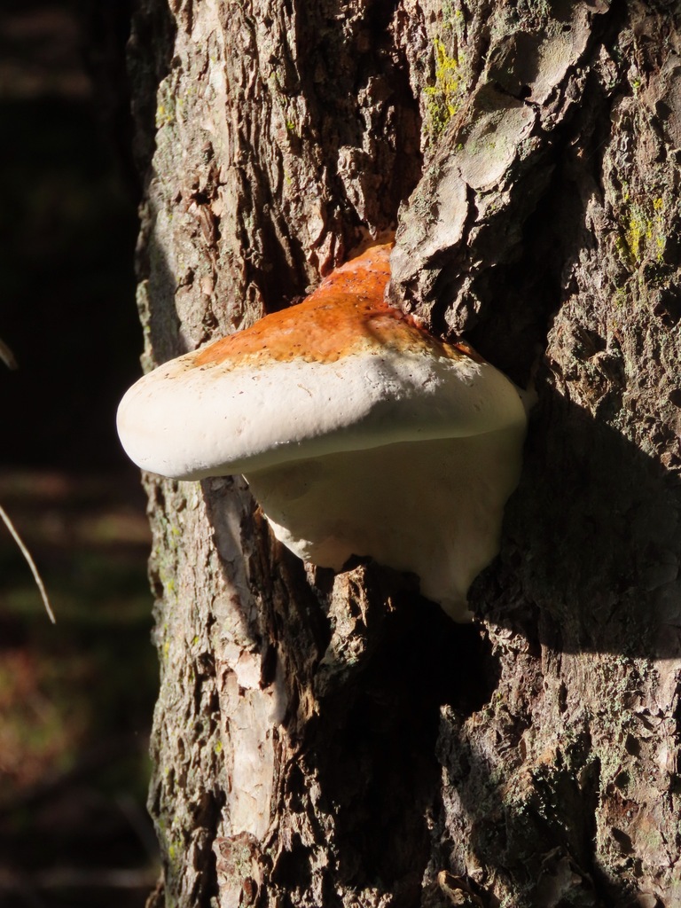 Fomitopsis mounceae · March 2026 · photo: © enspring (iNaturalist, cc0)