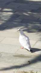 Columba livia domestica