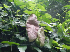 Aristolochia gigantea