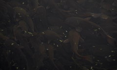 Ameiurus nebulosus