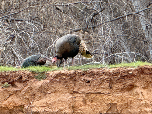 iNaturalist observation 2026-03-06