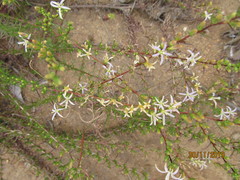 Wahlenbergia subulata