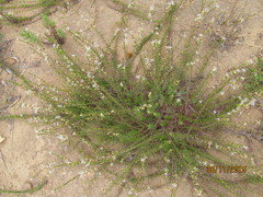 Wahlenbergia subulata