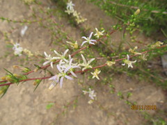 Wahlenbergia subulata