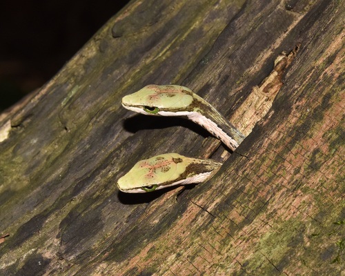 Twig Snake