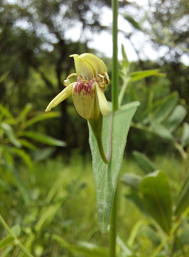 Justicia dalaensis