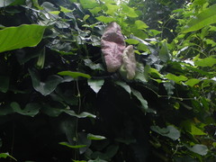 Aristolochia gigantea