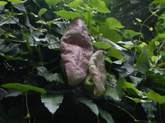 Aristolochia gigantea