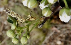 Paramantispa decorata