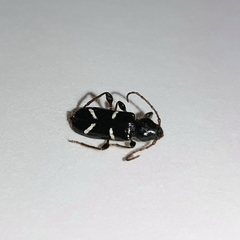 Phymatodes nitidus