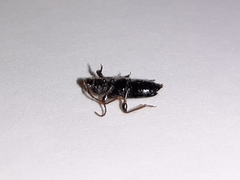Phymatodes nitidus