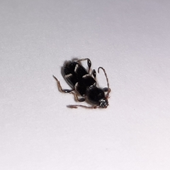 Phymatodes nitidus
