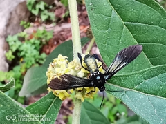 Macrocneme chrysitis