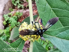 Macrocneme chrysitis