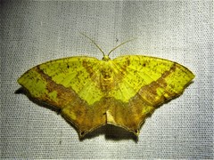 Epigynopteryx