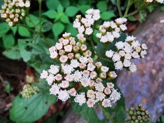 Ageratina pichinchensis