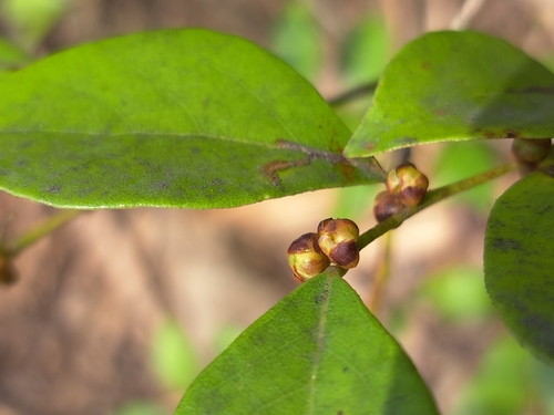 Taiwan spicebush (Lindera akoensis)