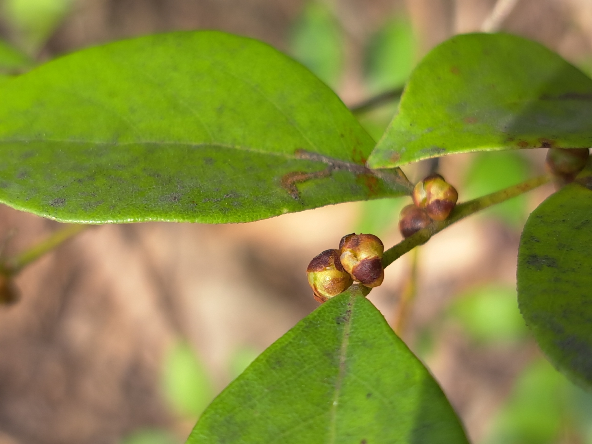 Taiwan Spicebush (Lindera akoensis)