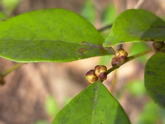 (c) vrxz, some rights reserved (CC BY-SA) Lindera akoensis, photograph (c) vrxz, some rights reserved (CC BY-SA)