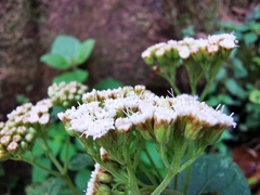 Ageratina pichinchensis