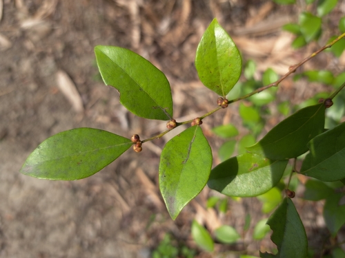 Lindera akoensis, photograph 6