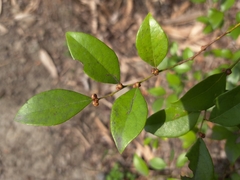 Lindera akoensis, photograph (c) vrxz, some rights reserved (CC BY-SA)