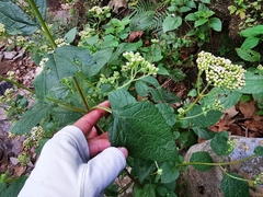 Ageratina pichinchensis