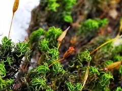 Ptychomitrium serratum