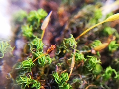 Ptychomitrium serratum