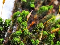 Ptychomitrium serratum