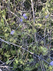Pholistoma auritum arizonicum